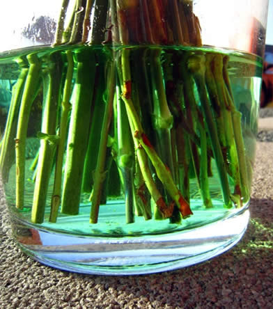 snijbloemen in een vaas met gekleurd water